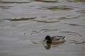  Ecluse Evry et bords de seine  - Les Oiseaux Ecluse d evry 274